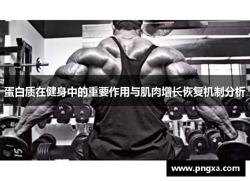 蛋白质在健身中的重要作用与肌肉增长恢复机制分析